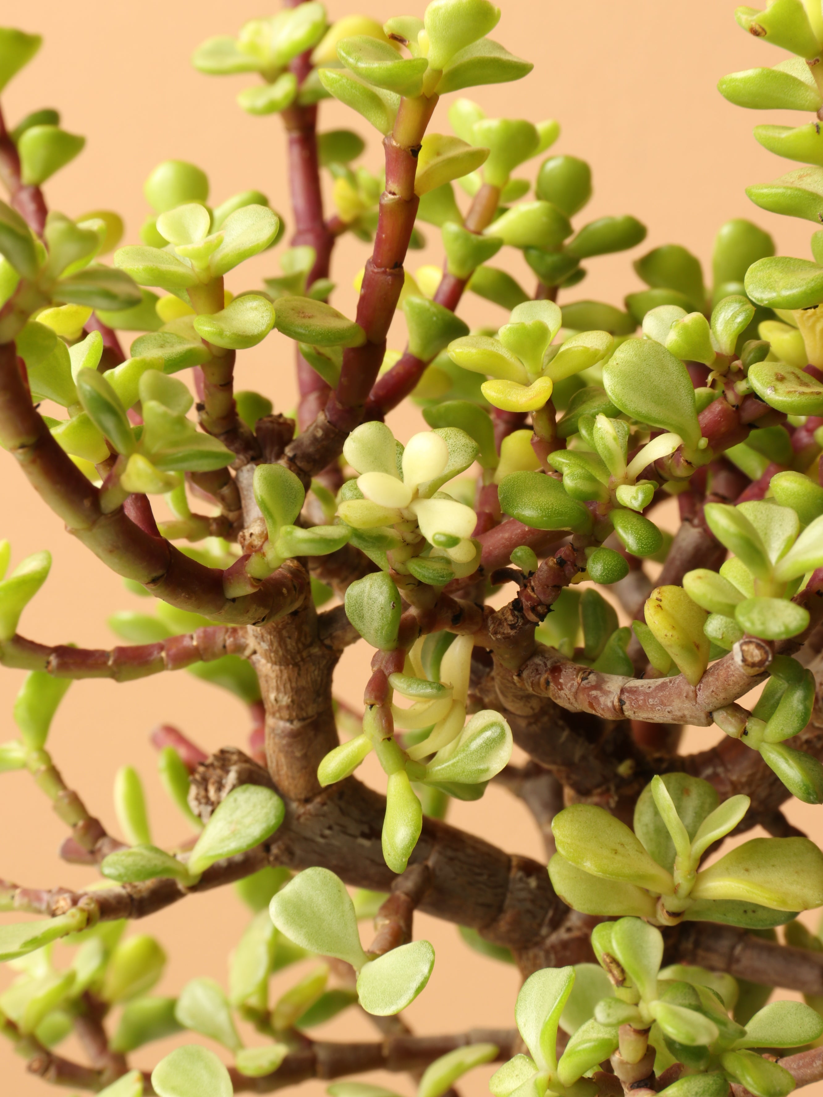 Small Rainbow Elephant Bush