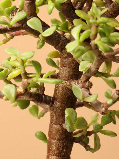 Small Rainbow Elephant Bush