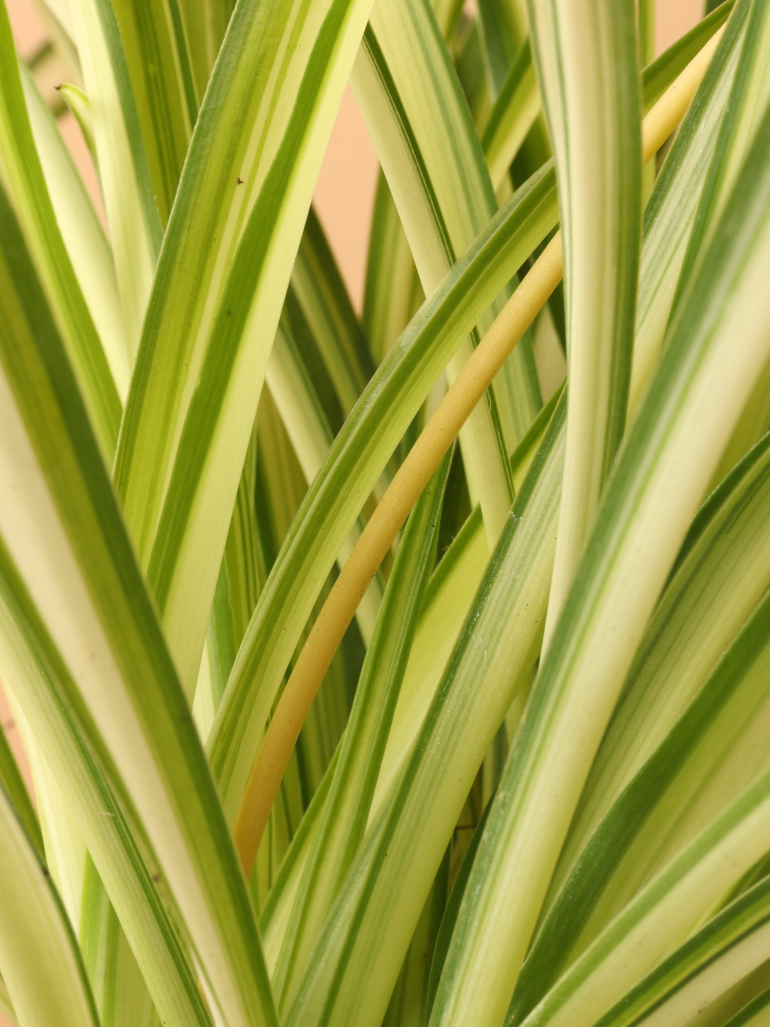 Small Spider Plant