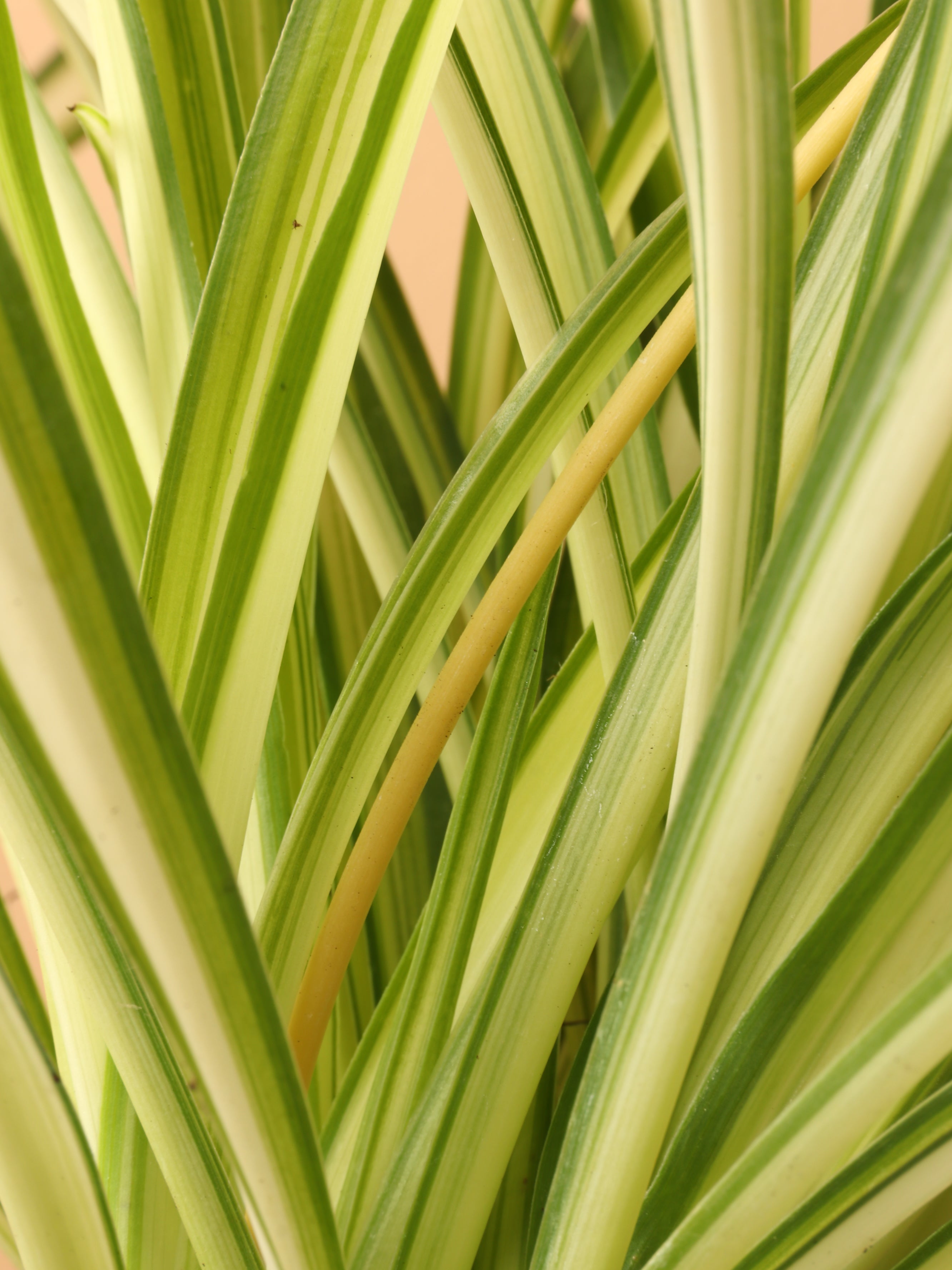 Small Spider Plant