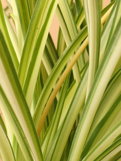 Small Spider Plant