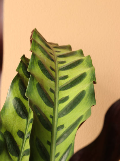 Large Calathea Rattlesnake