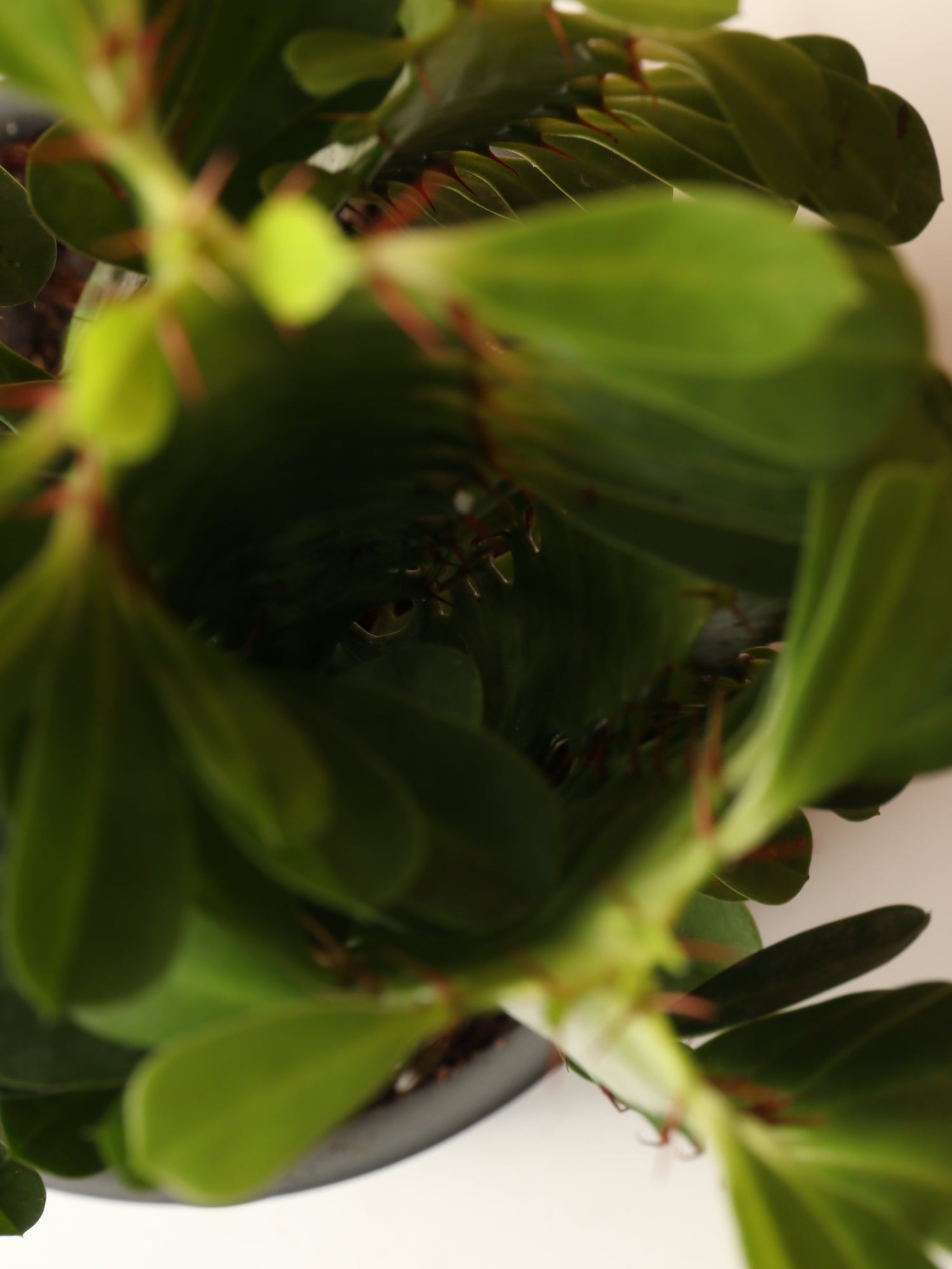 Small African Milk Tree (Euphorbia Cactus)