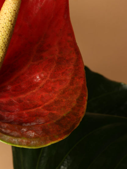 Large Red Anthurium