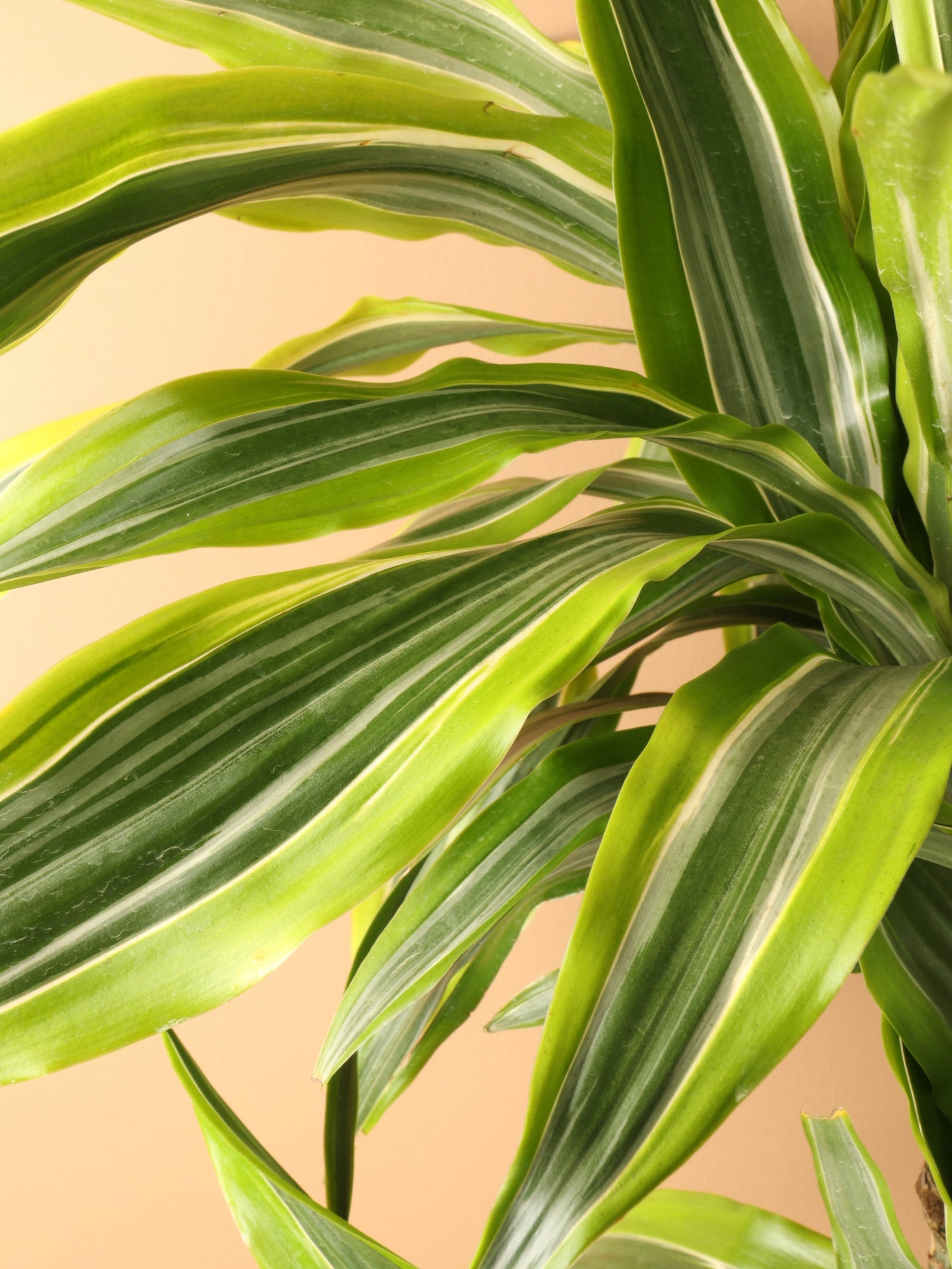 Full Size Dracaena Warneckii &