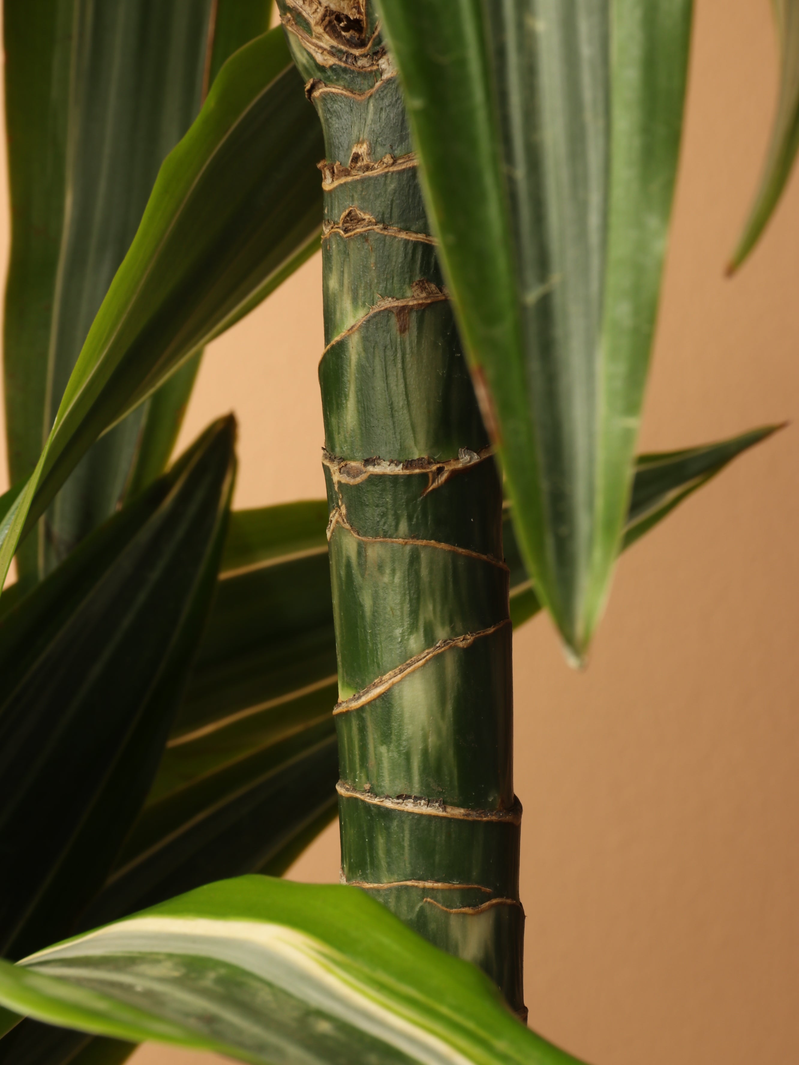 Full Size Dracaena Warneckii &