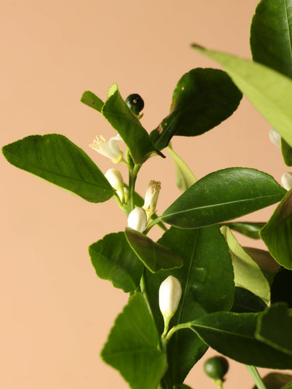 Large (Bigger) Calamondin Bush