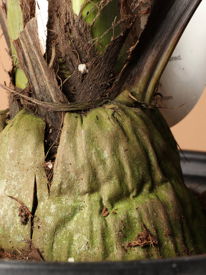 Large Coconut Palm