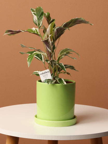 Small Calathea &