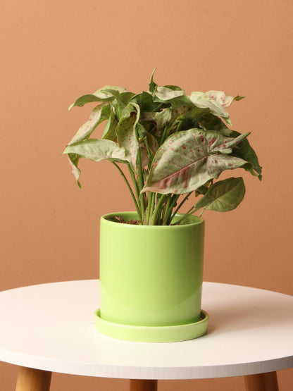 Medium Pink Arrowhead Syngonium &