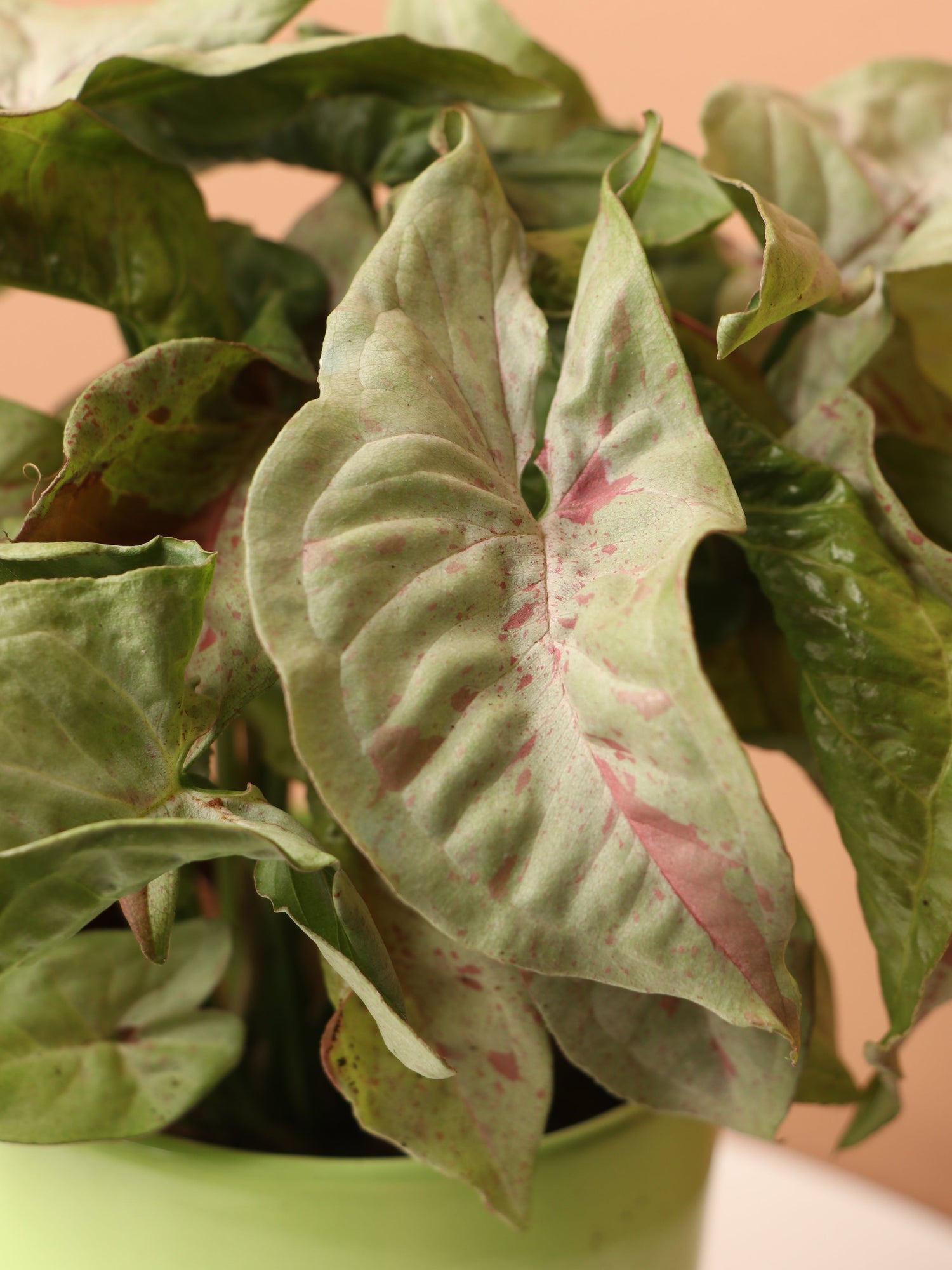 Medium Pink Arrowhead Syngonium &