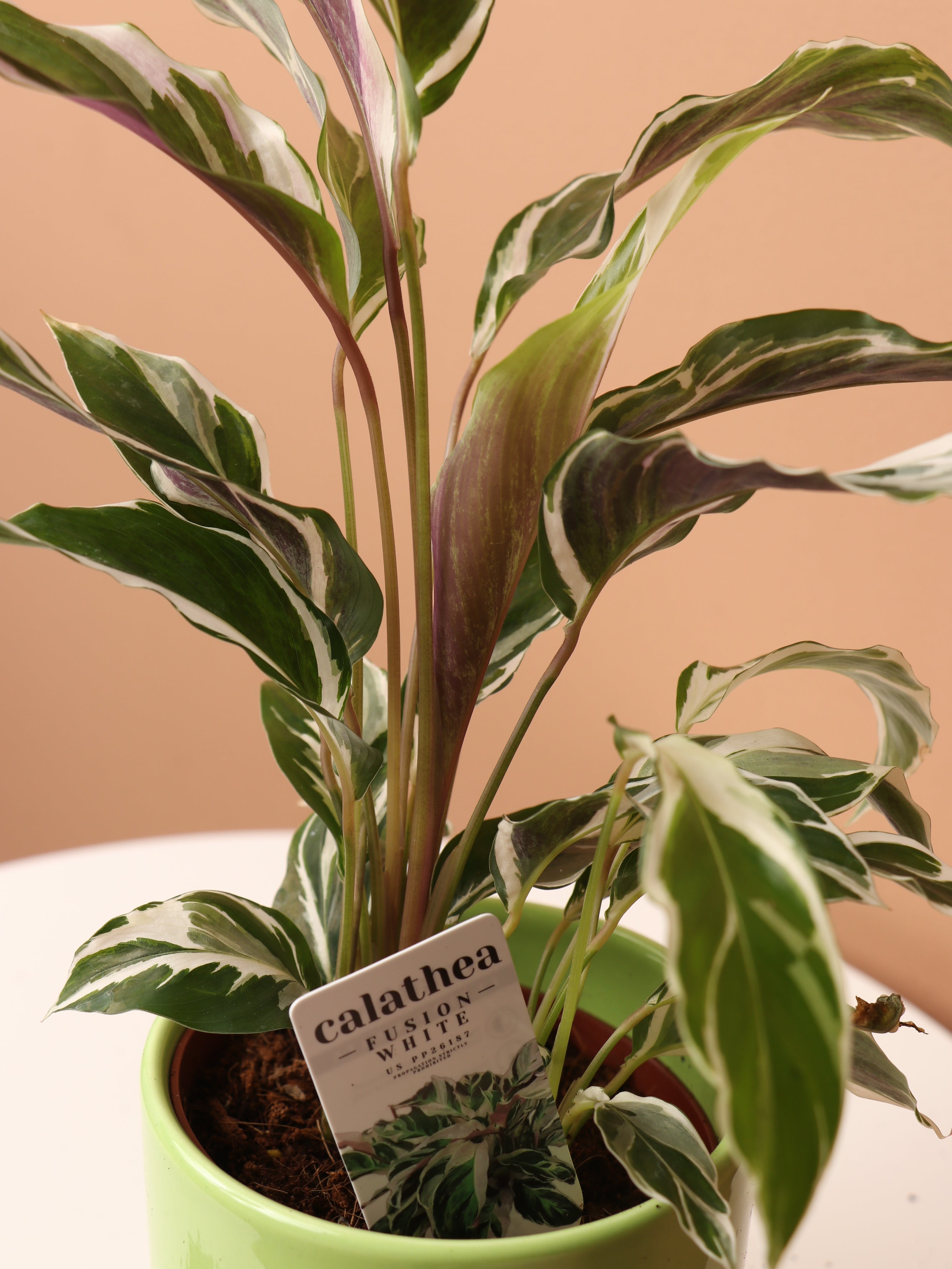 Small Calathea &