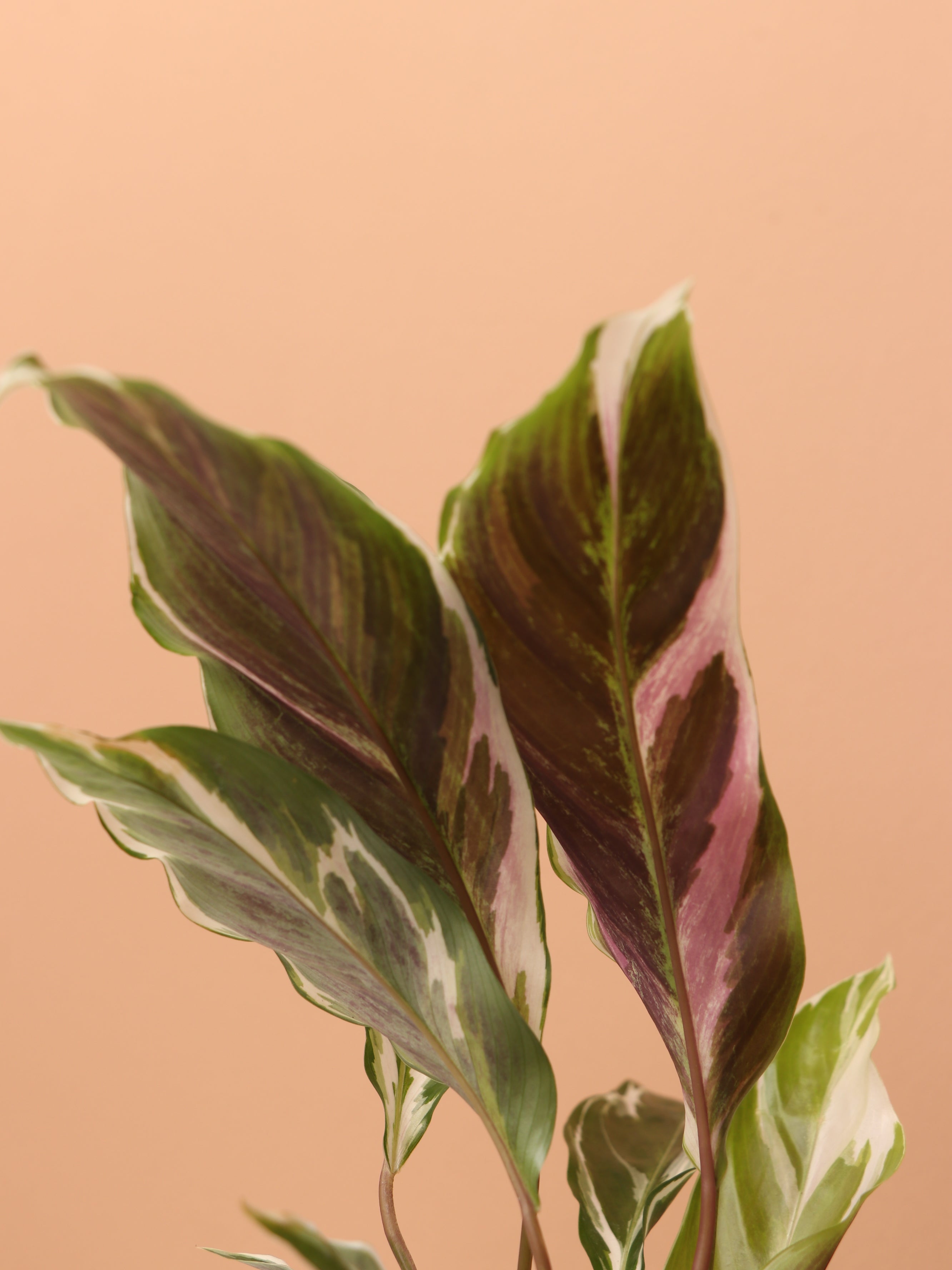 Small Calathea &
