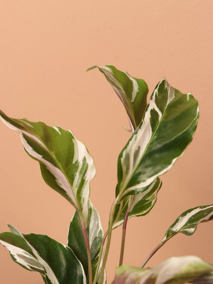 Small Calathea &