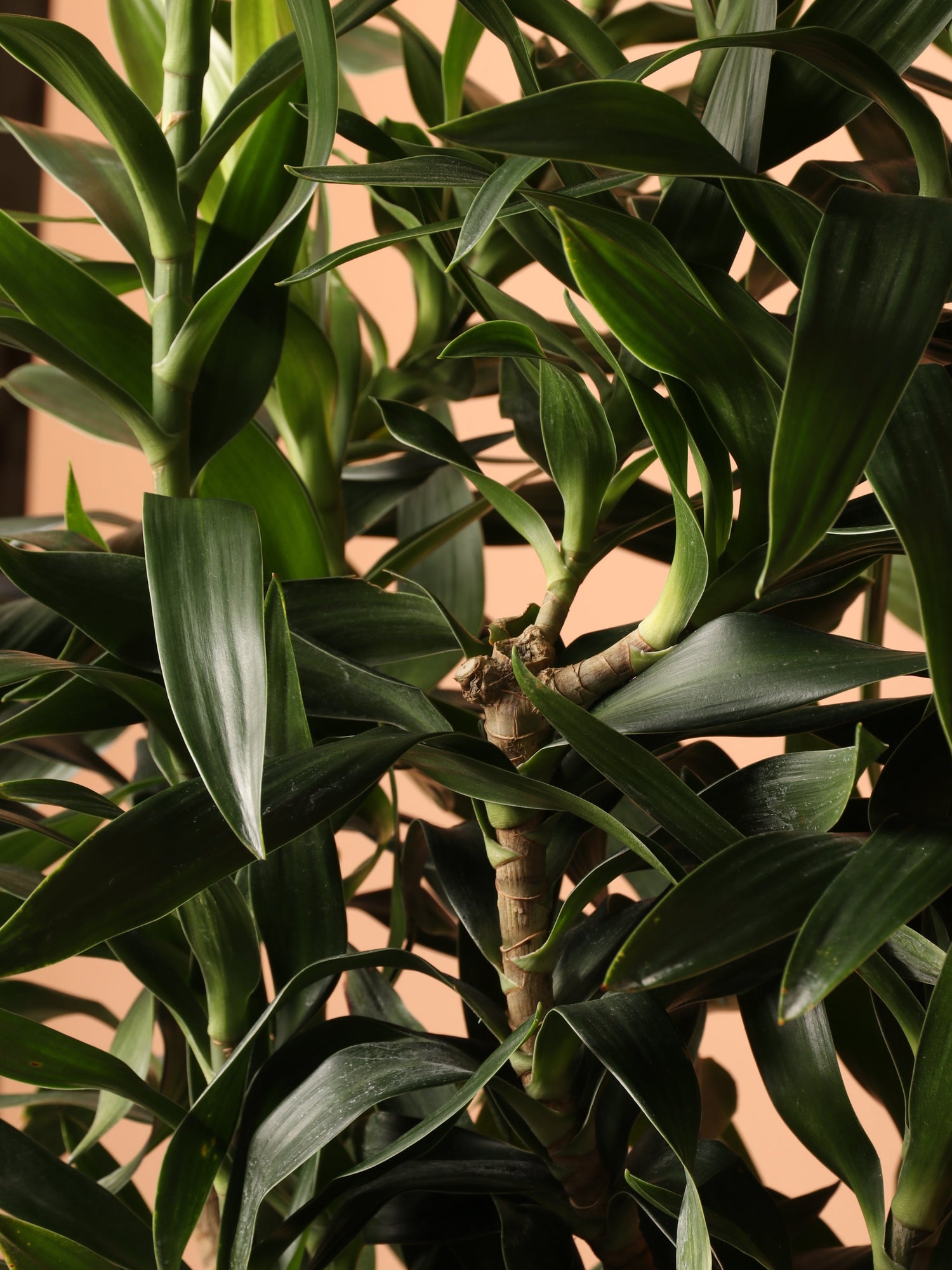 Large Dracaena Reflexa