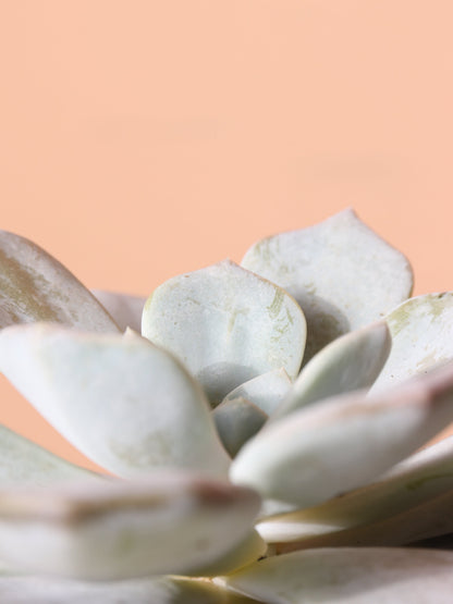 Small Ghost Echeveria Succulent