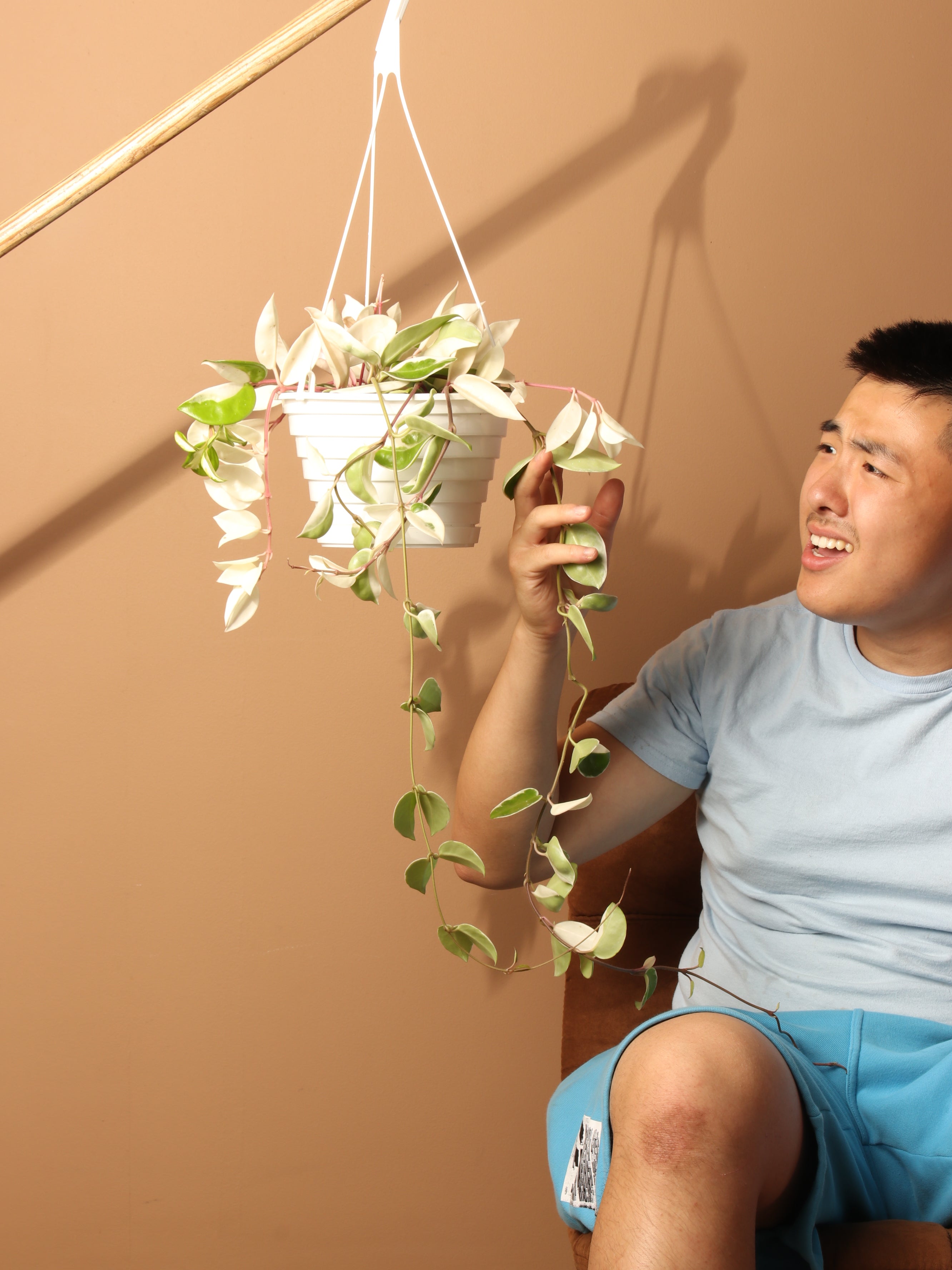 Hanging Hoya &