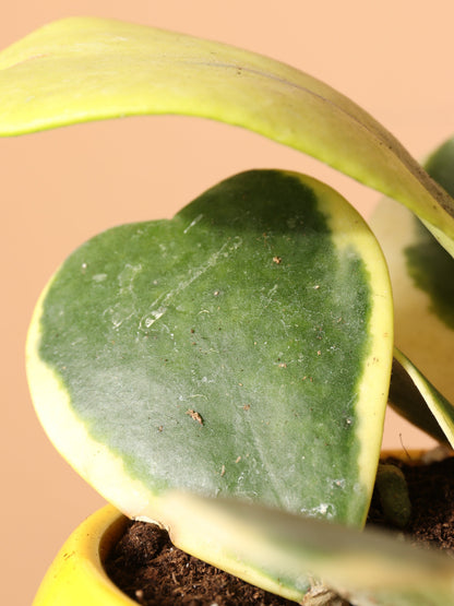 Medium Hoya &