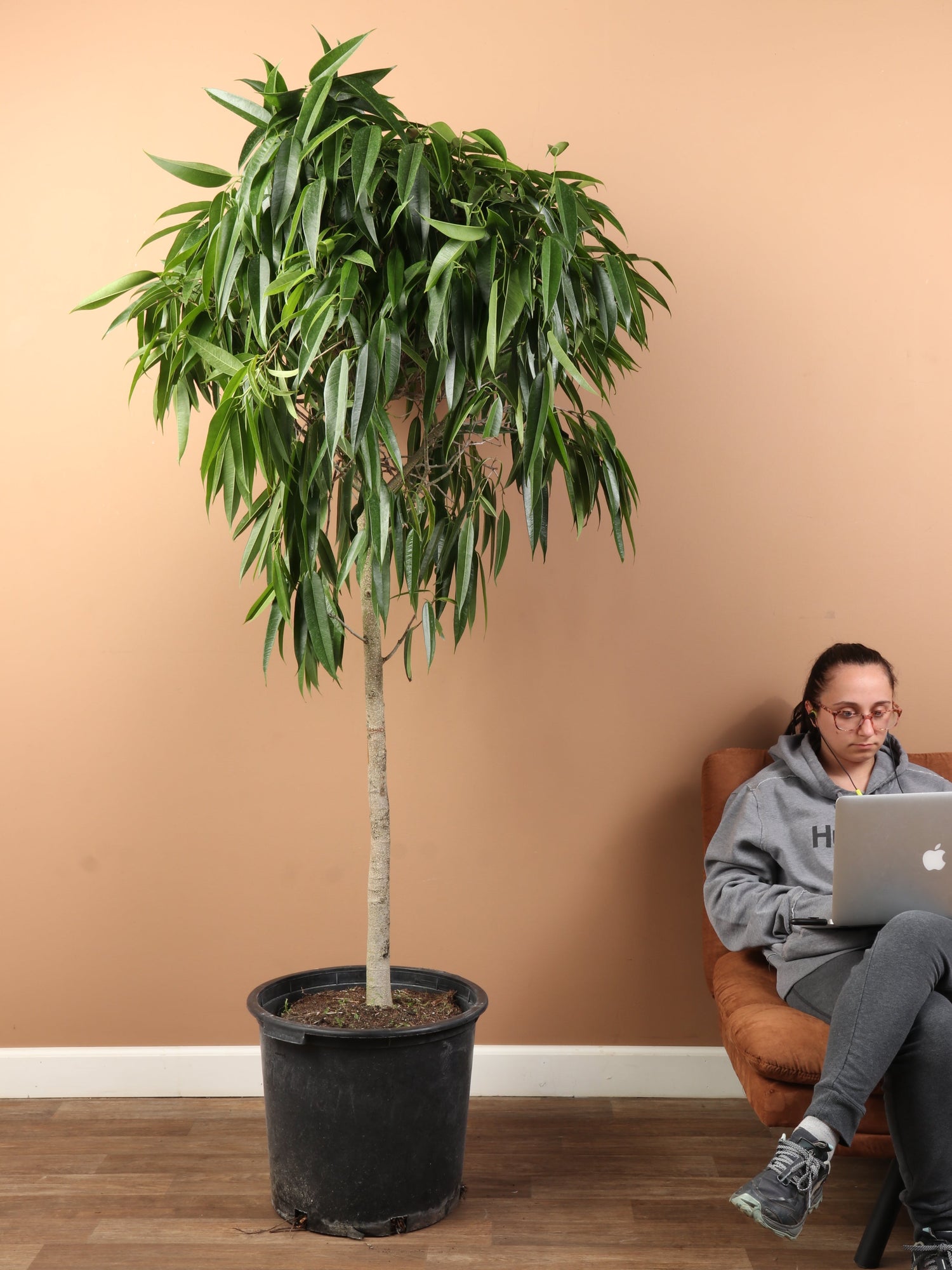 Huge Ficus &