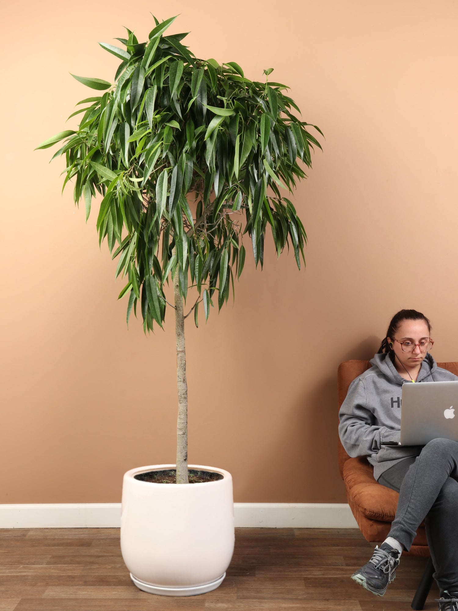 Huge Ficus &