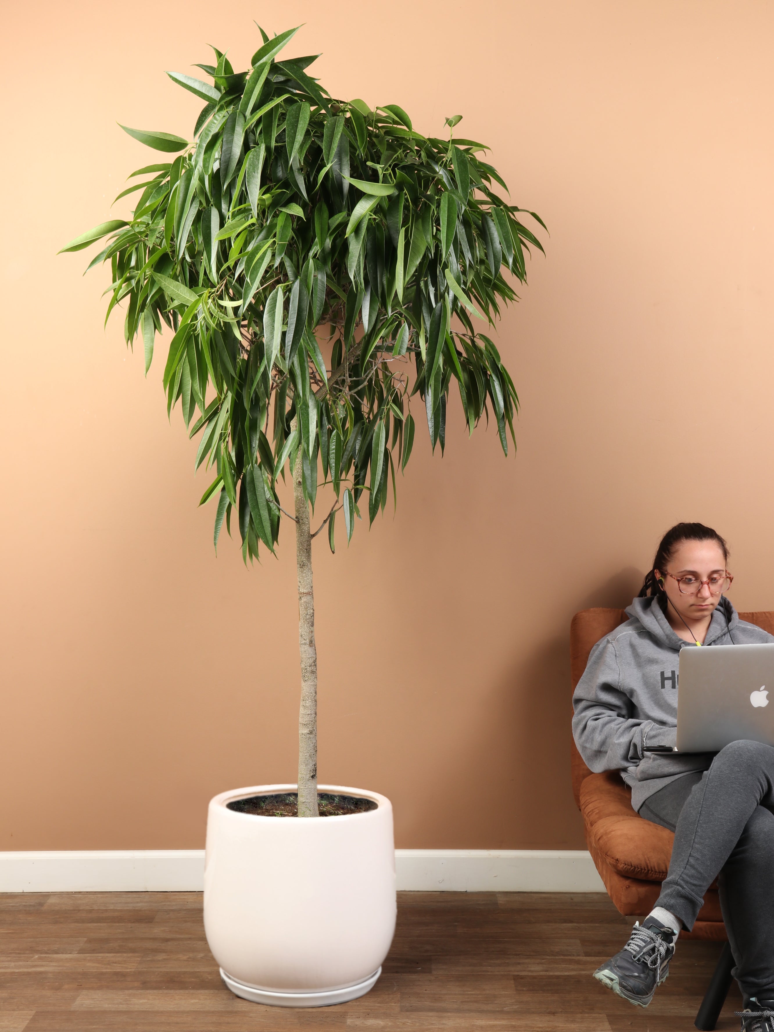 Huge Ficus &