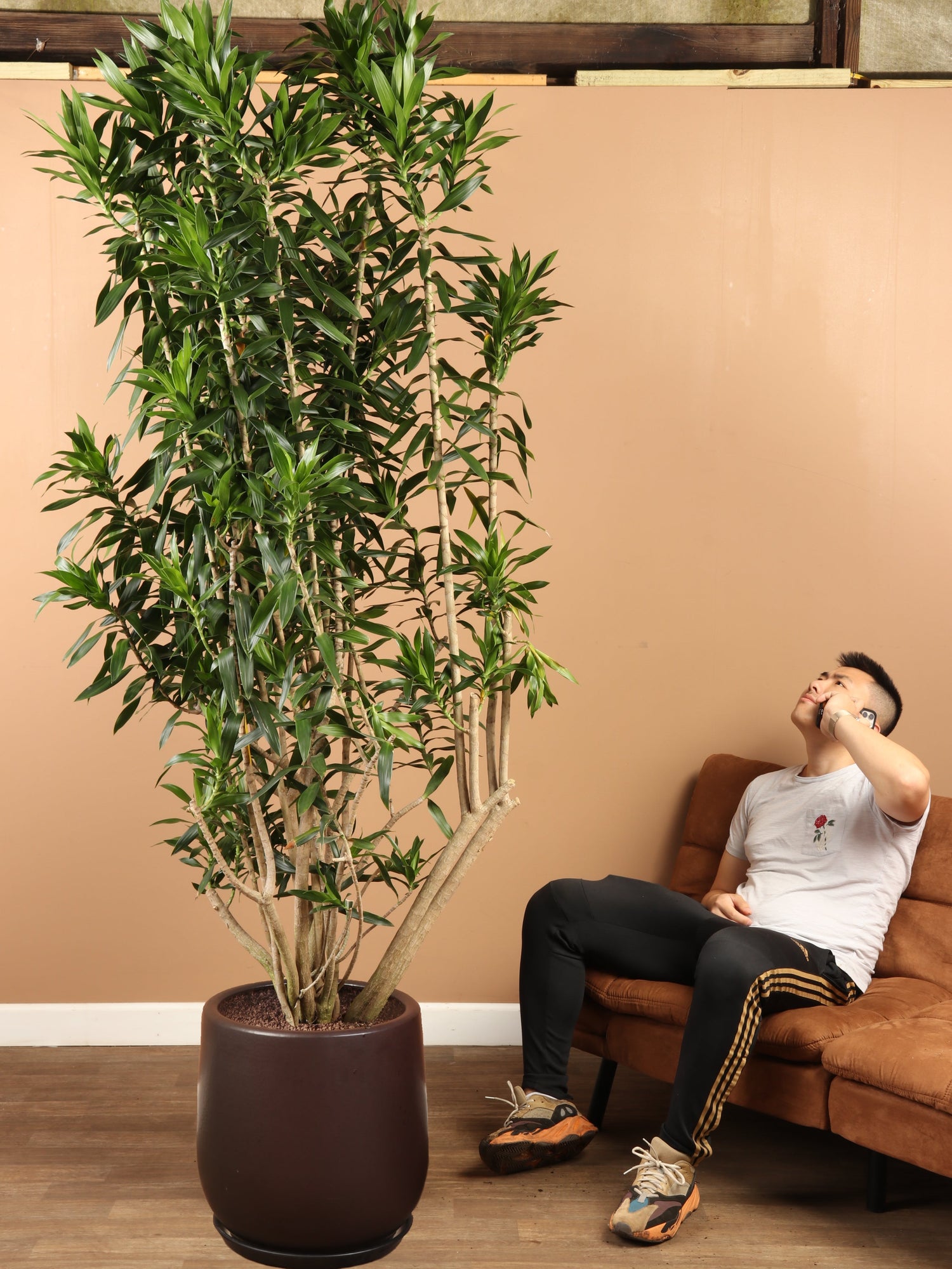 Huge Dracaena &