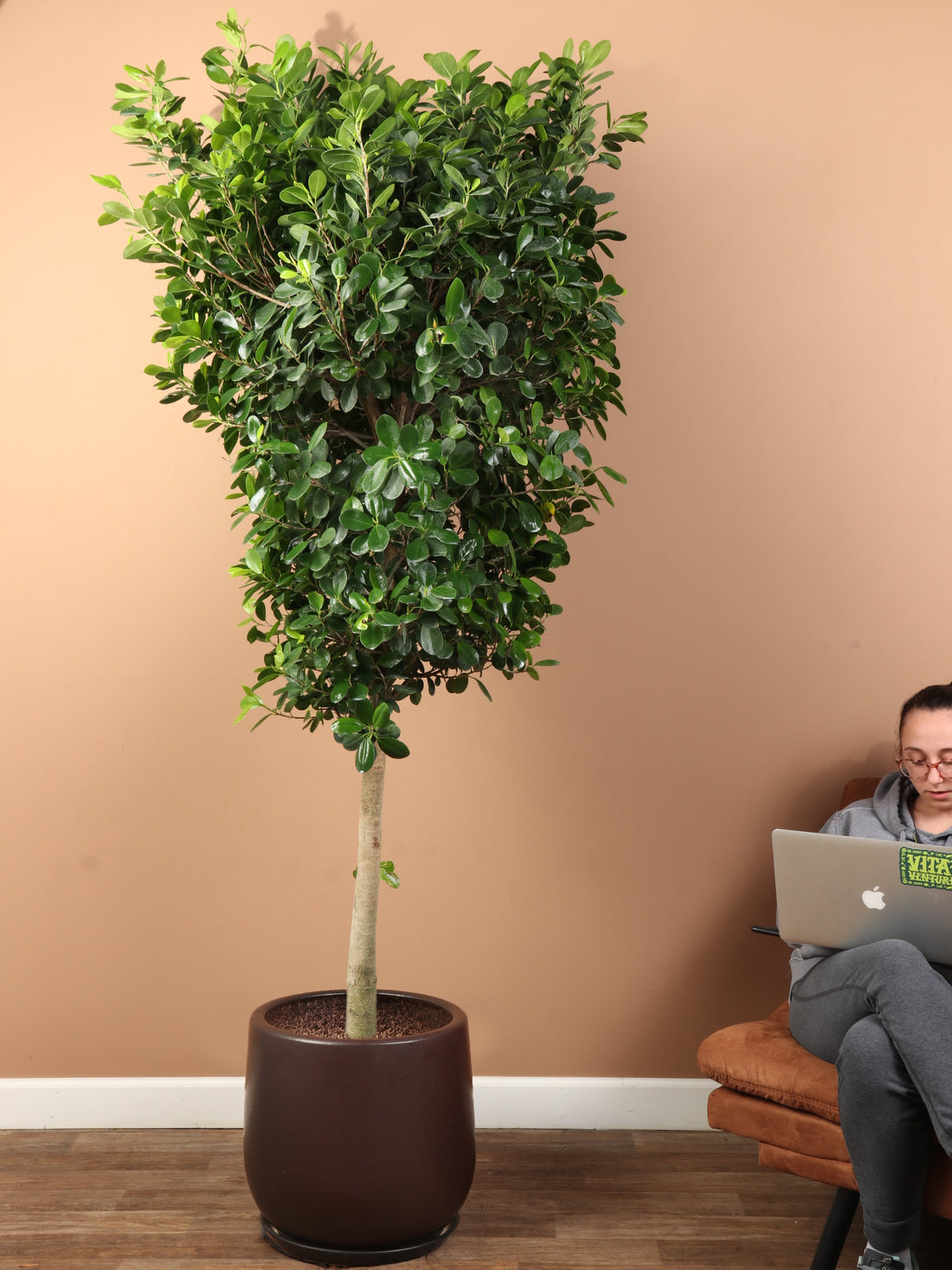 Huge Ficus &