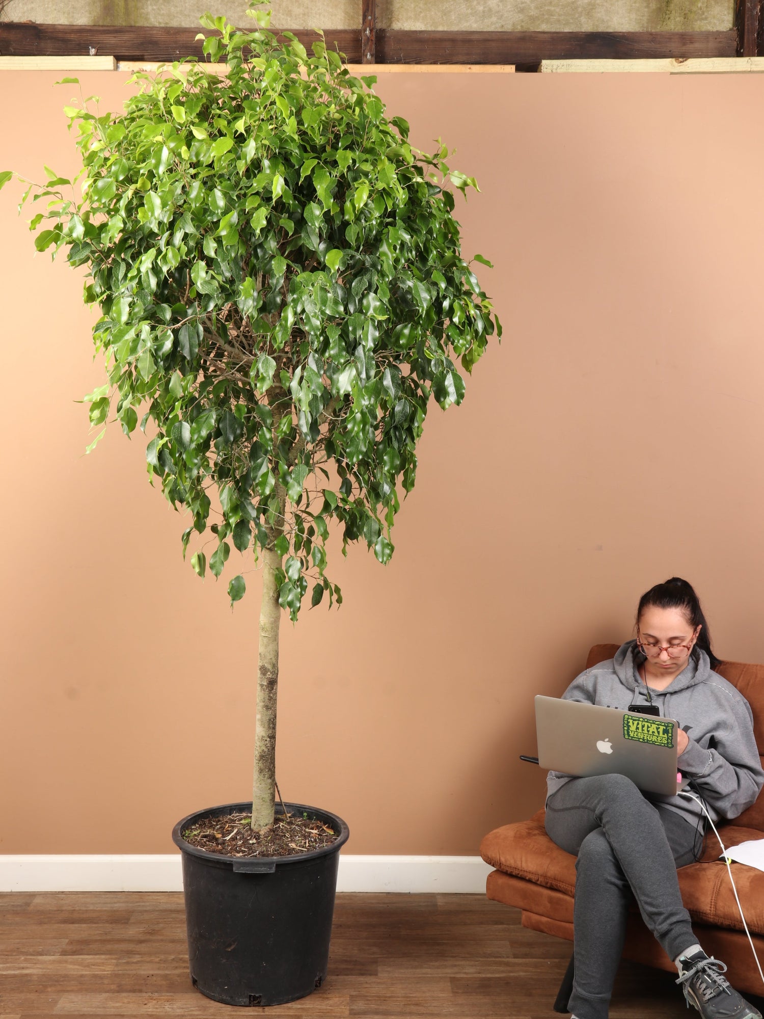 Huge Ficus &