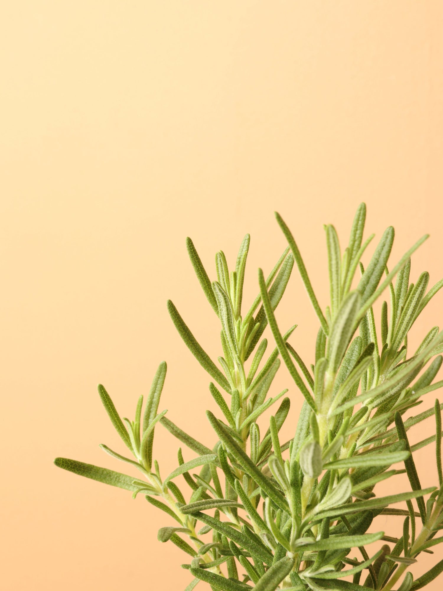 Small Rosemary Indoor Herb