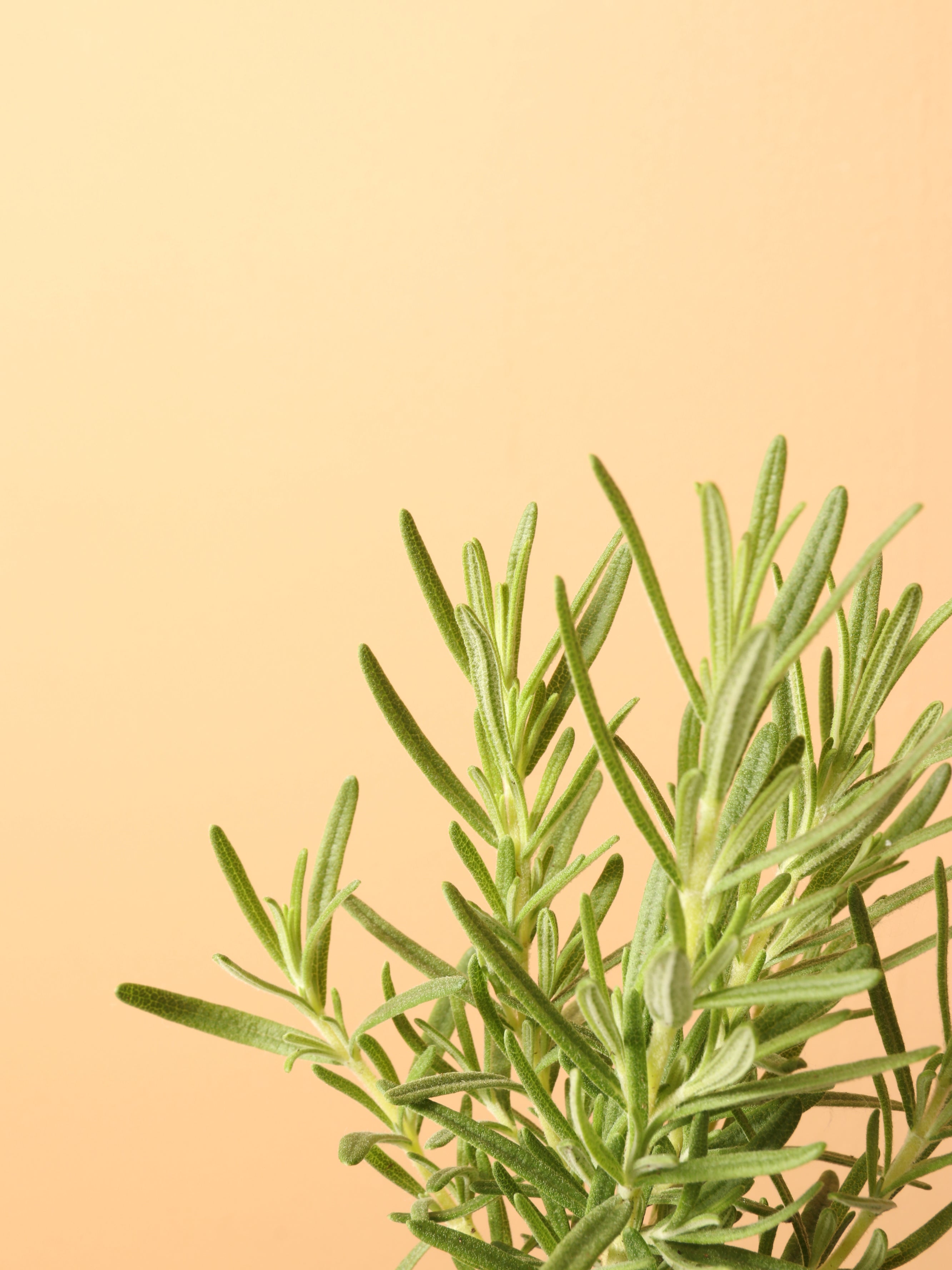 Small Rosemary Indoor Herb