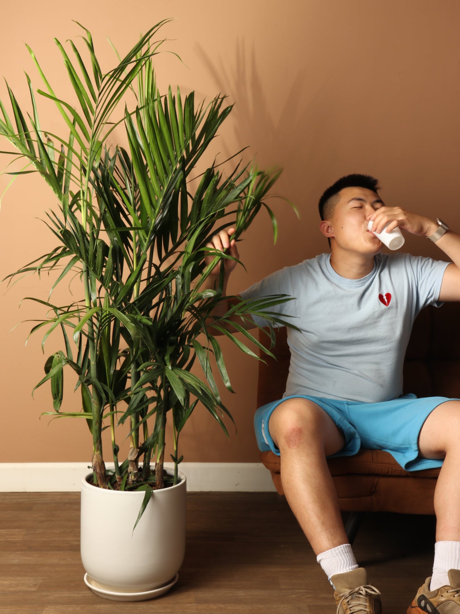 Large Bamboo Palm