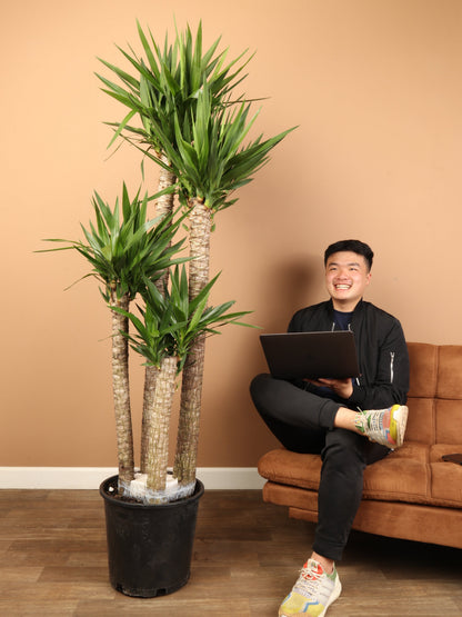 Full Size Yucca Cane