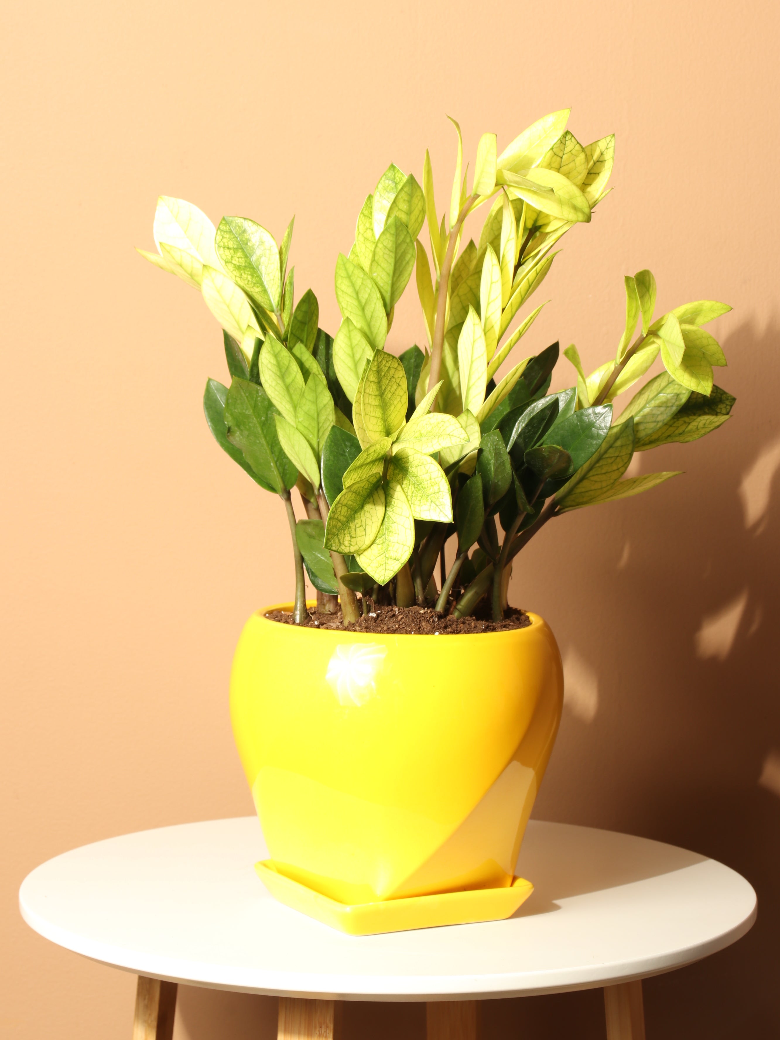 Medium ZZ Plant &