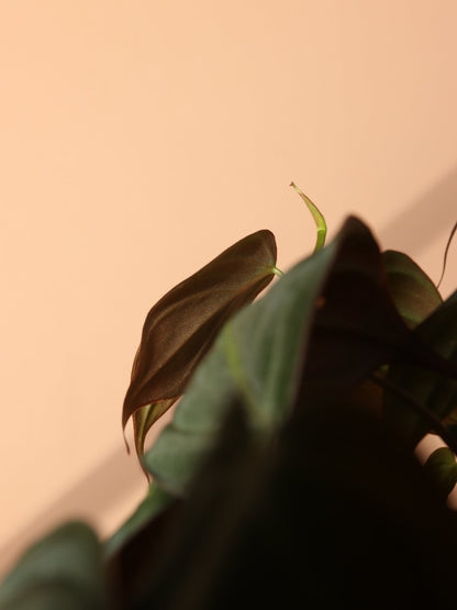 Small Philodendron Micans