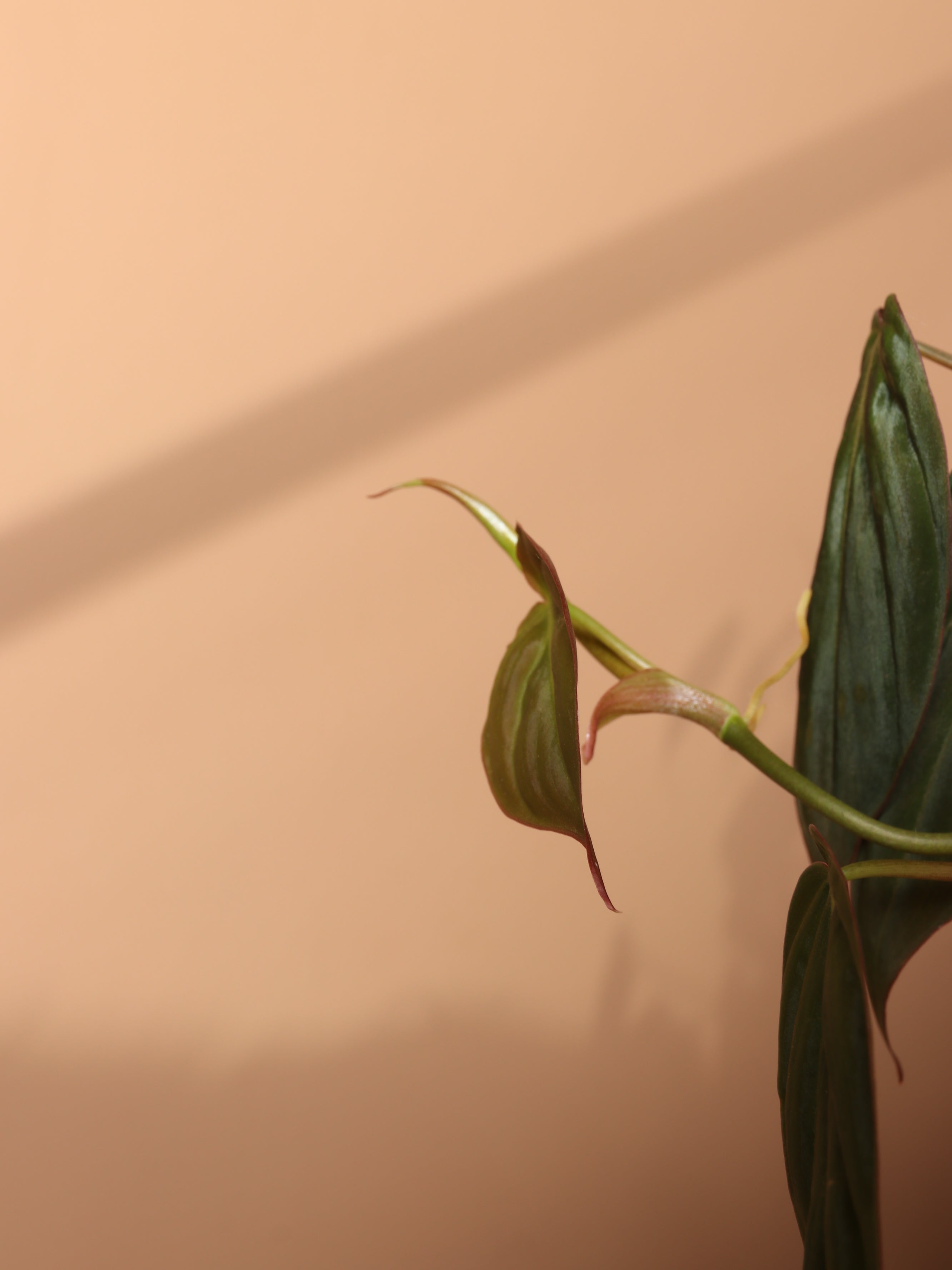 Small Philodendron Micans
