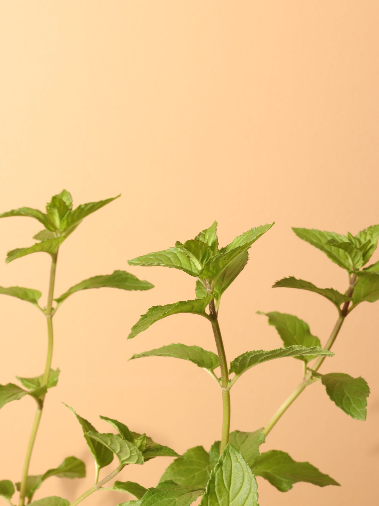 Small Mint Indoor Herb