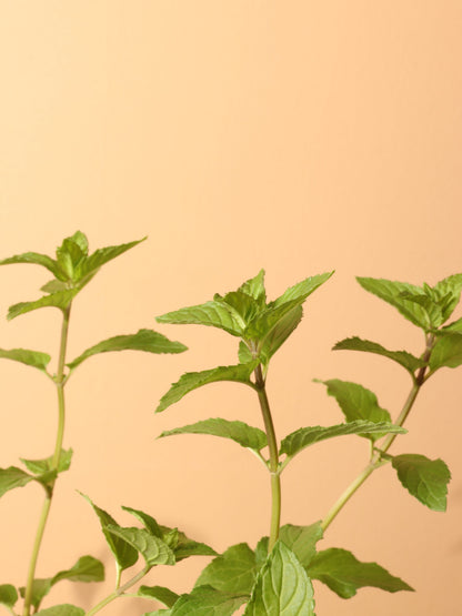 Small Mint Indoor Herb