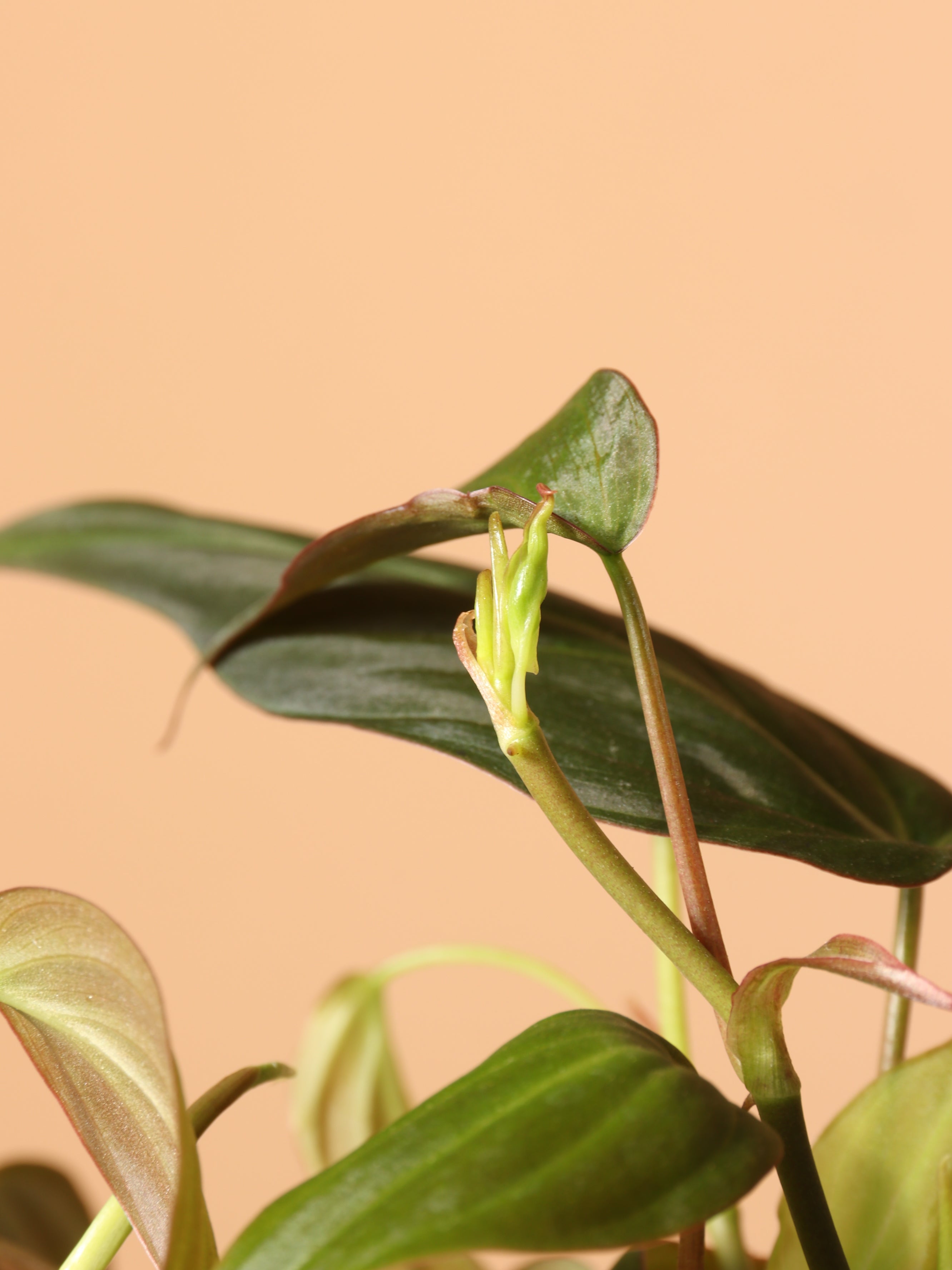 Hanging Philodendron Micans