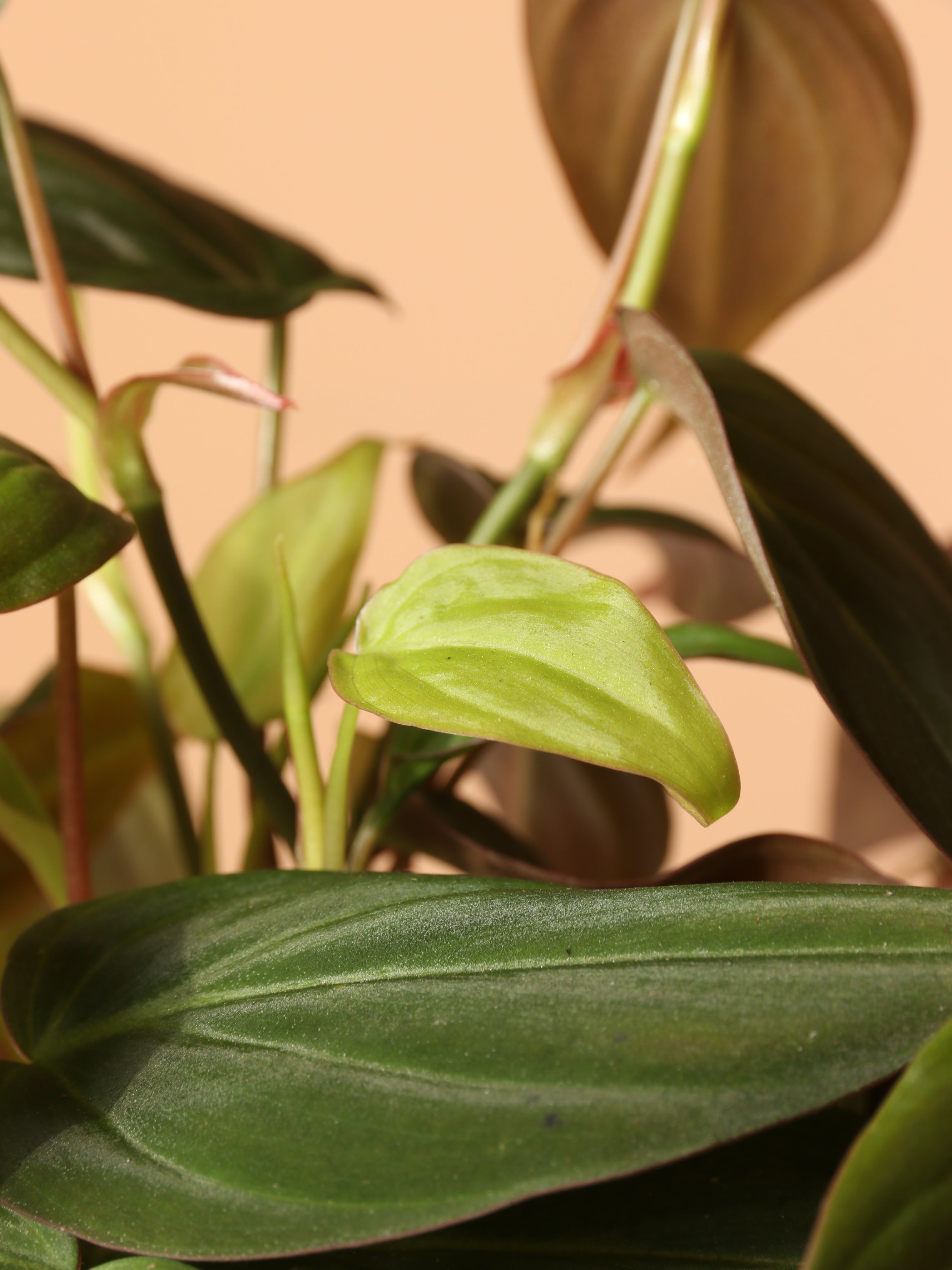 Hanging Philodendron Micans