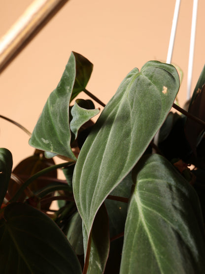 Small Philodendron Micans