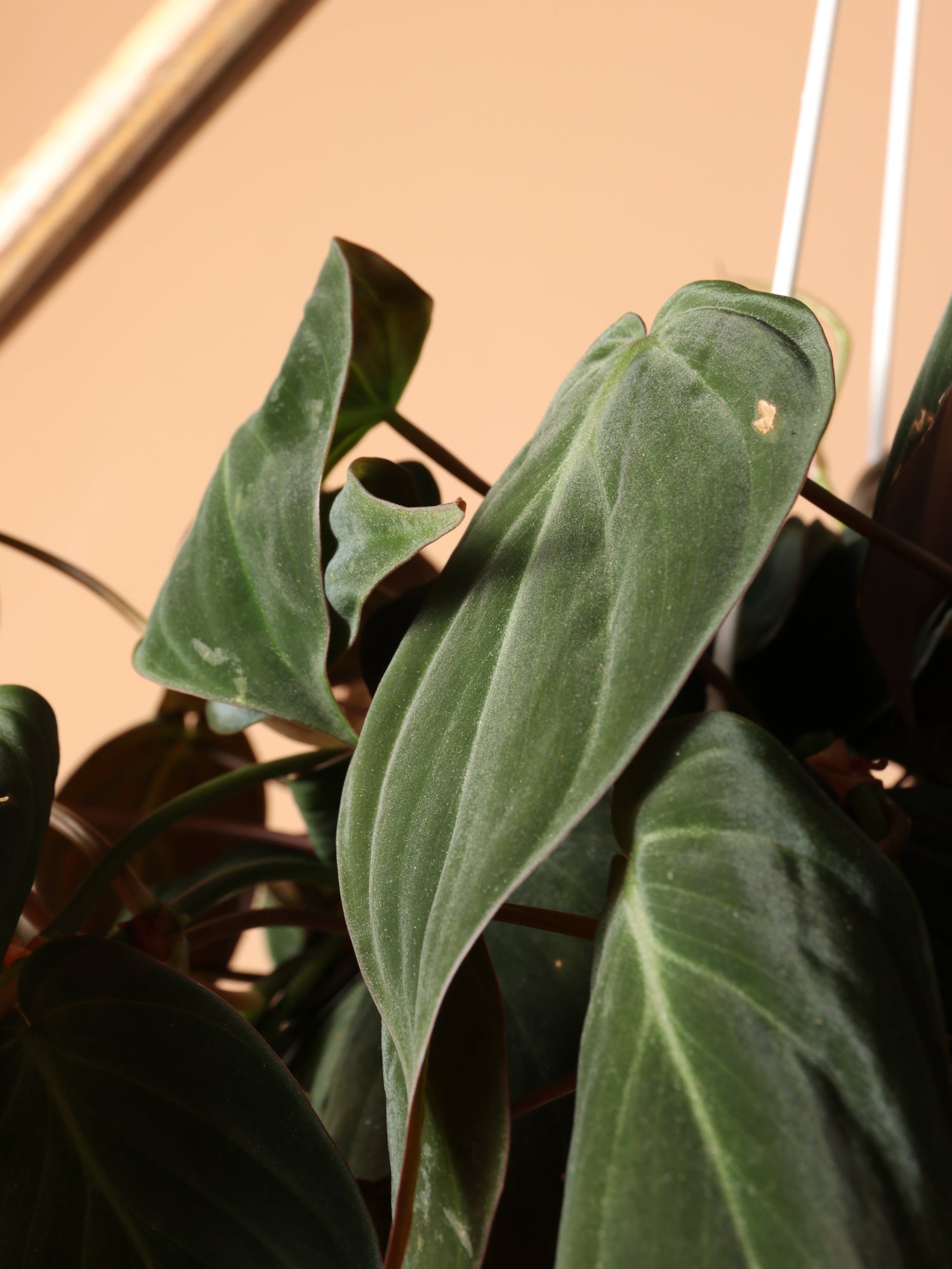 Hanging Philodendron Micans