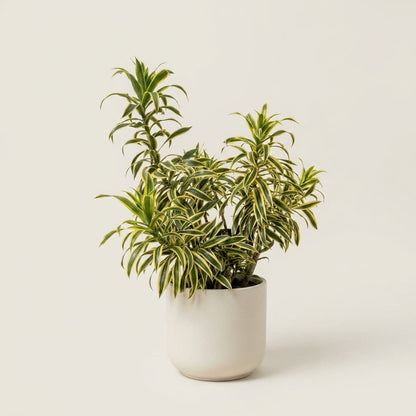 Large Dracaena &