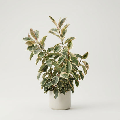Full Size Ficus &