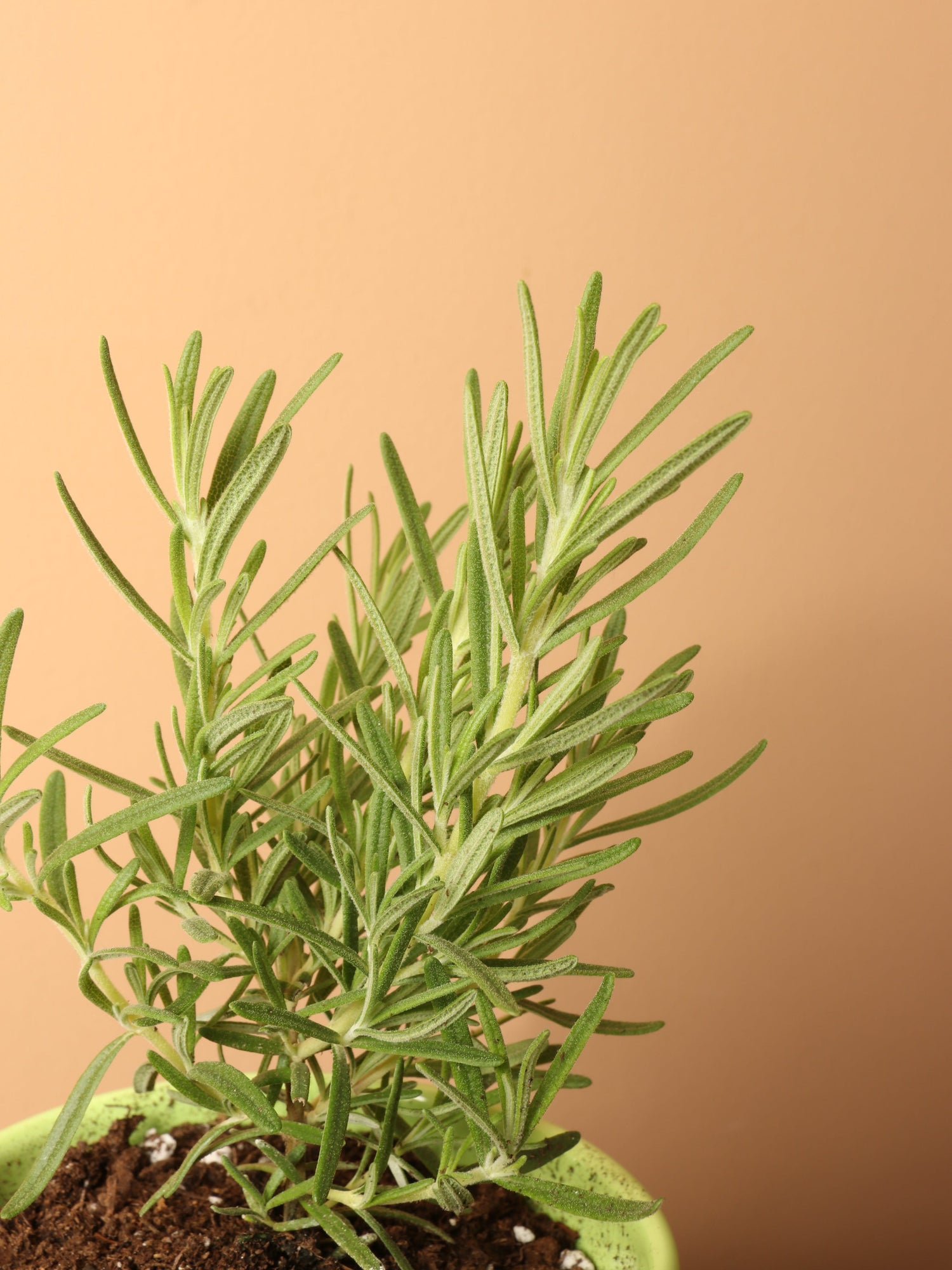 Small Rosemary Indoor Herb