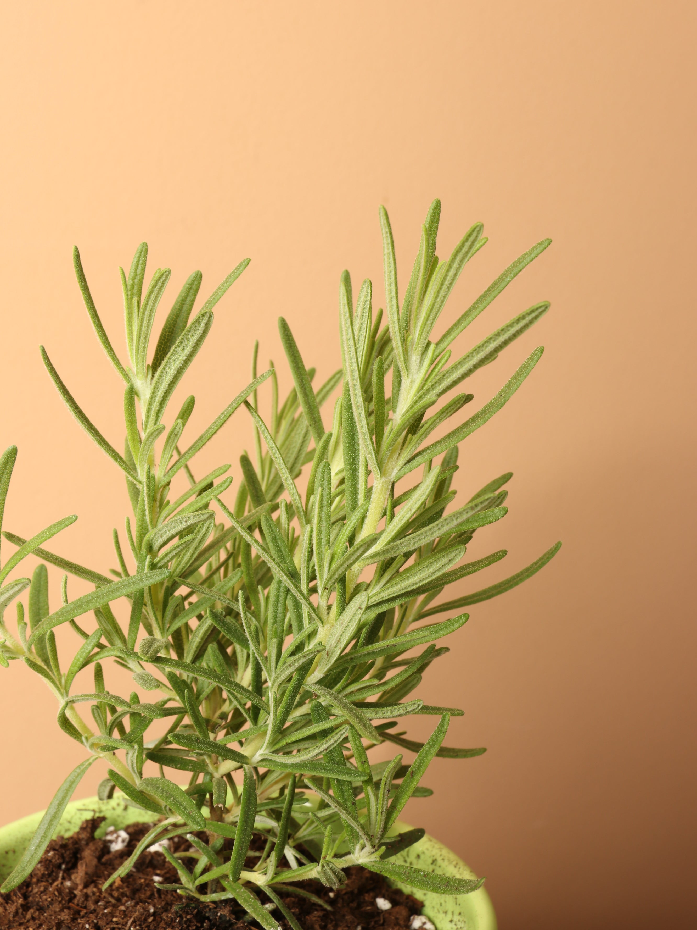 Small Rosemary Indoor Herb