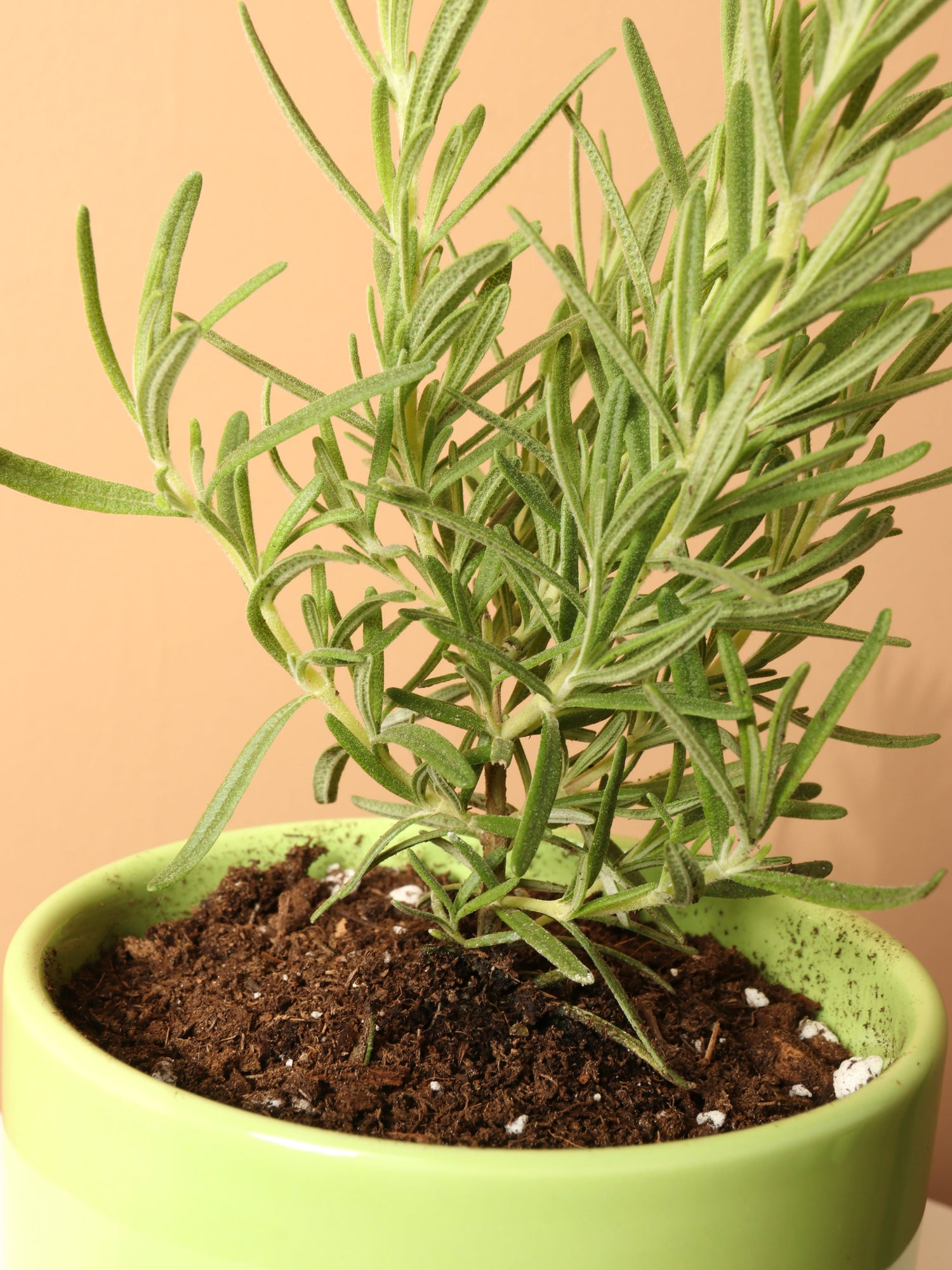Small Rosemary Indoor Herb