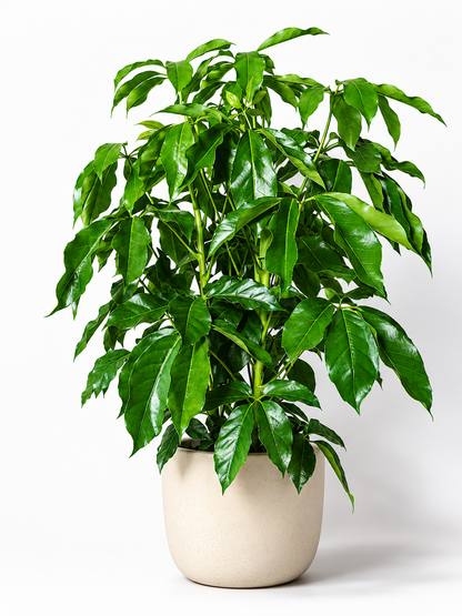 Large Schefflera &