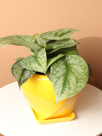 Medium Scindapsus &