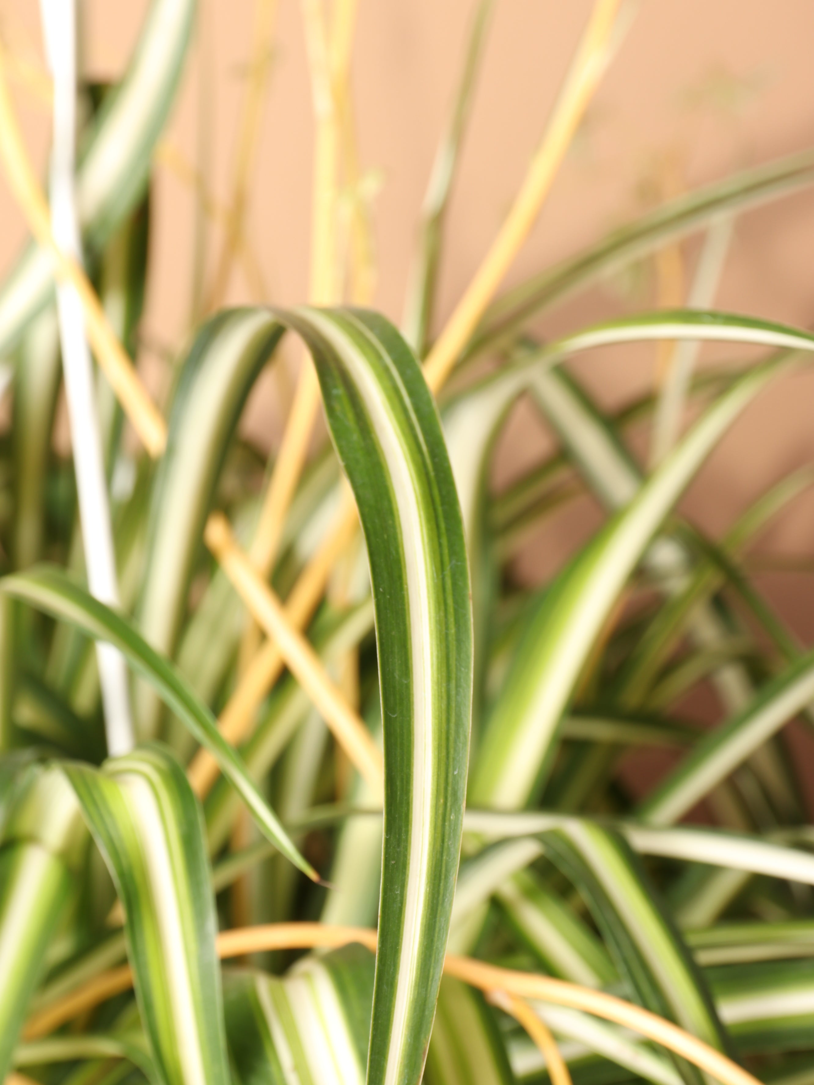 Hanging Spider Plant