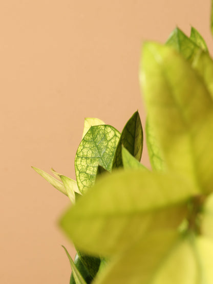 Medium ZZ Plant &
